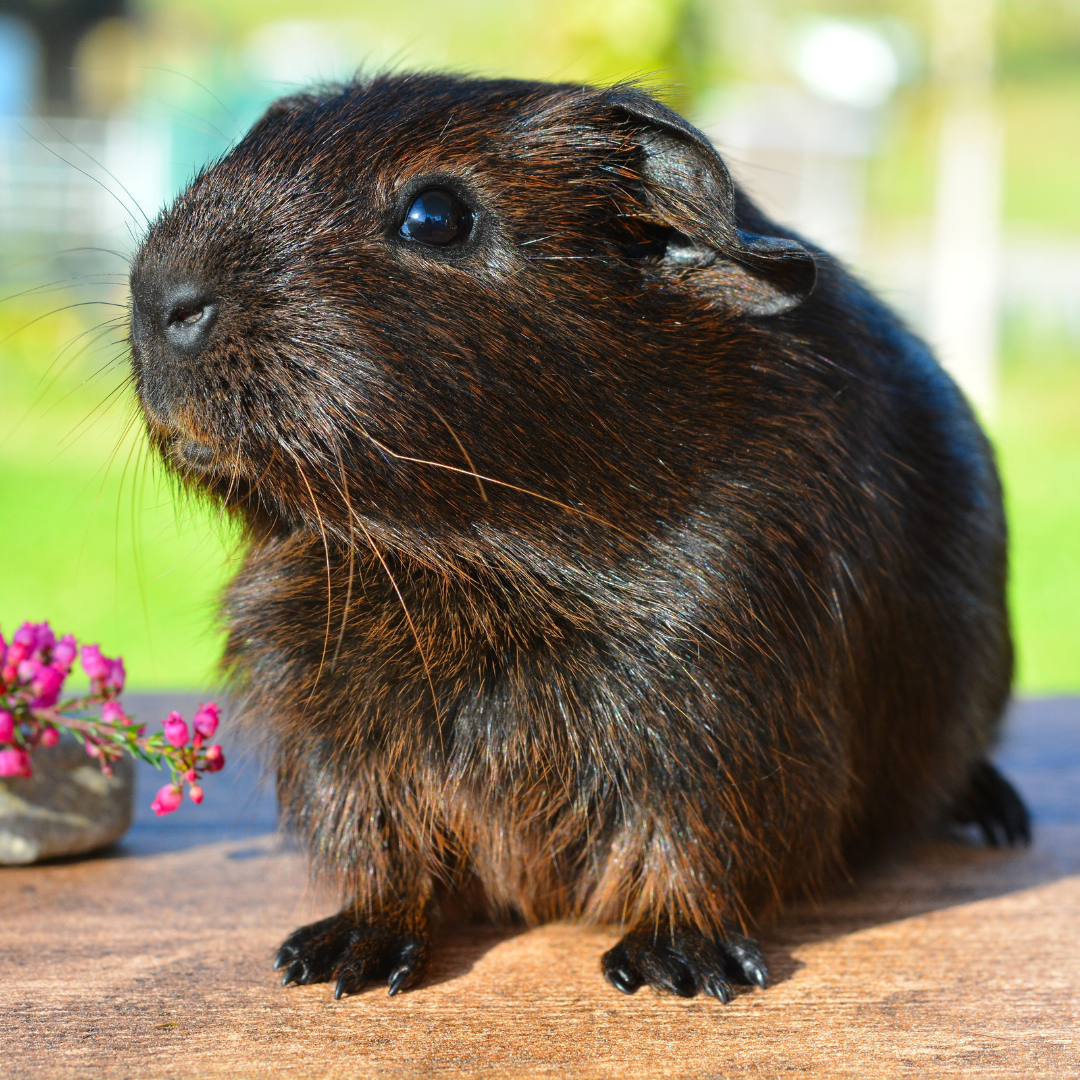 Guinea Pig