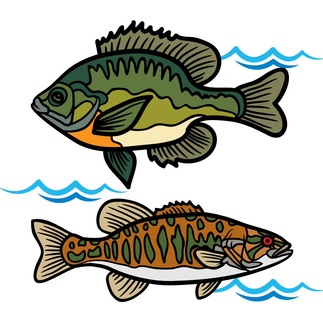fish