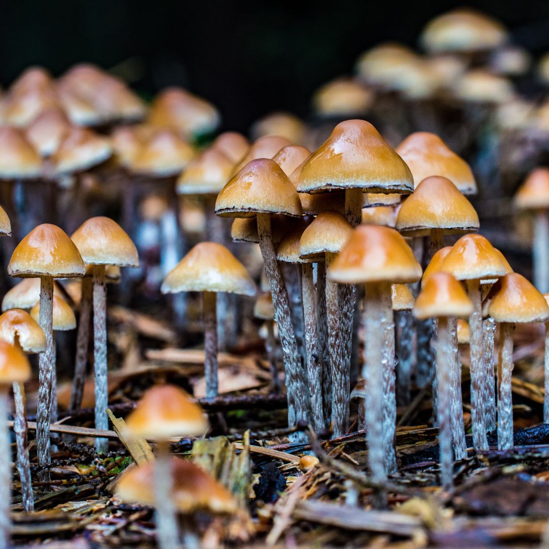 Mushrooms