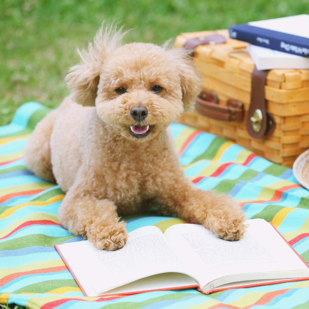 Dog reading