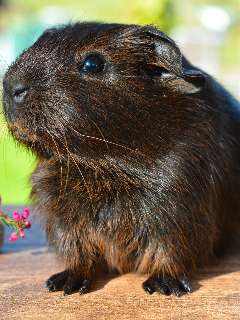 Guinea Pig