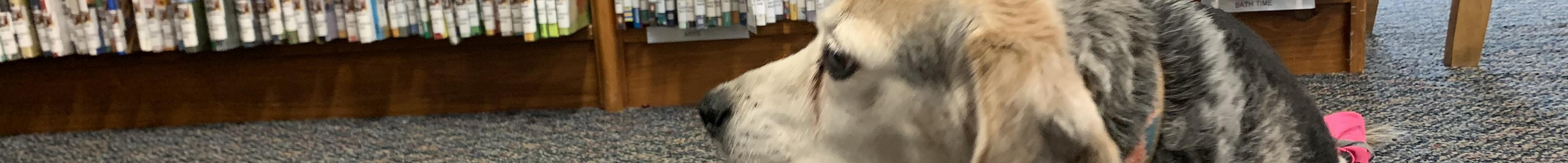 lilly